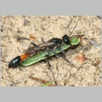 Ammophila sabulosa - Sandwespe 00-w06a 18mm mit Spanner-Raupe - Macaria sp.jpg